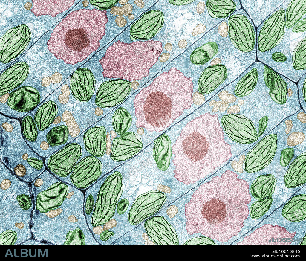 Color enhanced transmission electron micrograph (TEM) of duckweed (Spirodela oligorrhiza) root cells, showing distinguished cell walls, centralized nuclei, and numerous chloroplasts. Magnification: 10,900x (8x10in print).