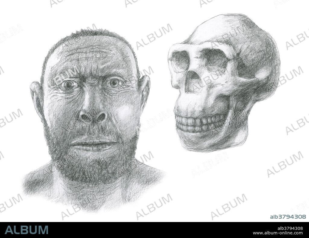 Homo erectus skull and facial reconstruction