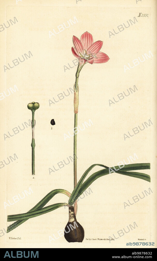 Cuban zephyrlily, rosy rain lily, rose fairy lily, rose zephyr lily, pink rain lily, or rose-coloured zephyranthes, Zephyranthes rosea. Native to Peru and Columbia, bulbs sent from George Don in Havana. Handcoloured copperplate engraving by Weddell after a botanical illustration by William Herbert from William Curtis's Botanical Magazine, Samuel Curtis, London, 1825.