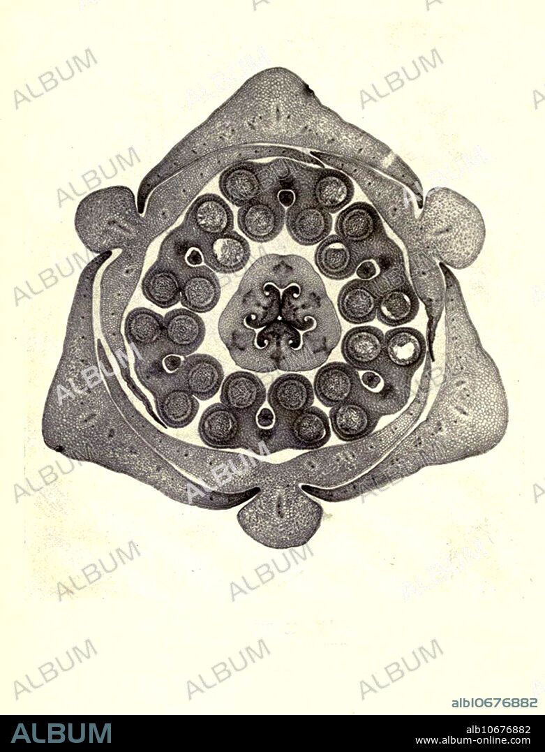 Section of Lily bud. Magnification: 12x. Photomicrograph made by Arthur E Smith in the early 1900s, using a combined microscope and camera. In 1904, the Royal Society in London exhibited a series of Smith's photomicrographs to the public. They were later published in 1909 in a book called Nature Through Microscope & Camera. They were the first examples of photomicroscopy many had ever seen.