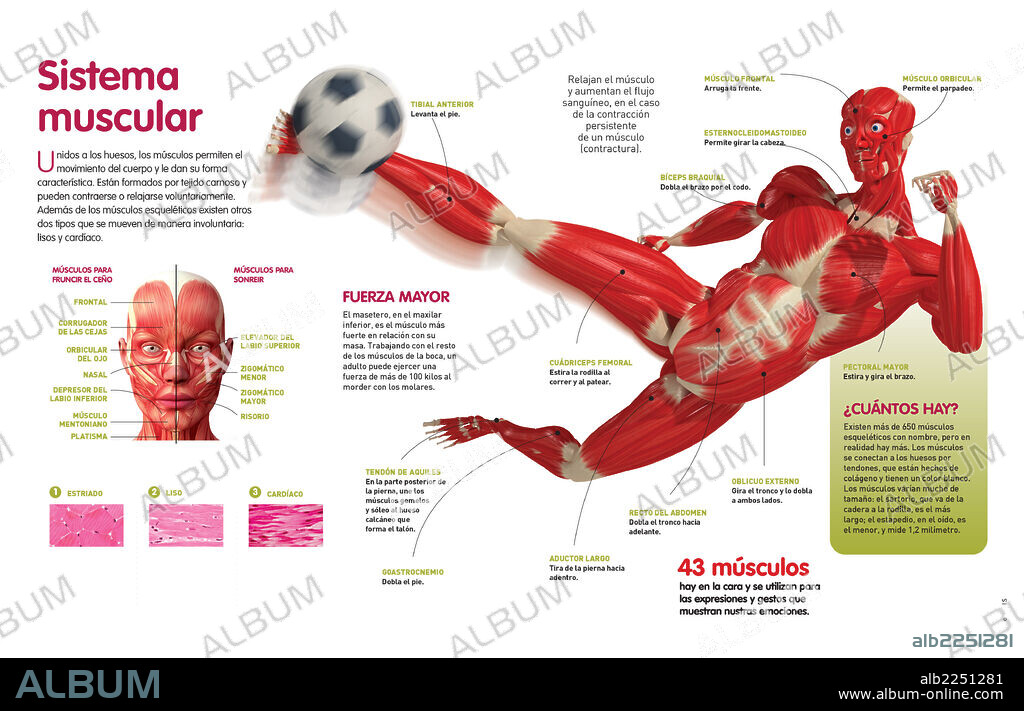 Sistema muscular. Infografía sobre el sistema muscular humano y las clases de músculos.