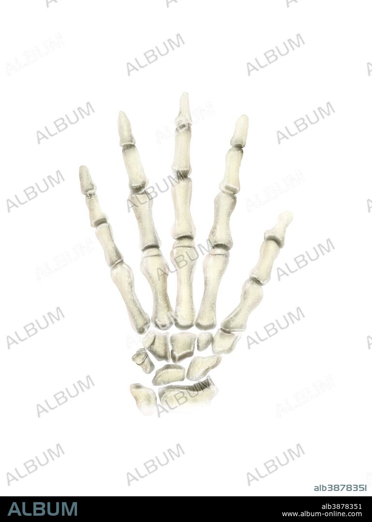 Posterior view of left hand.
