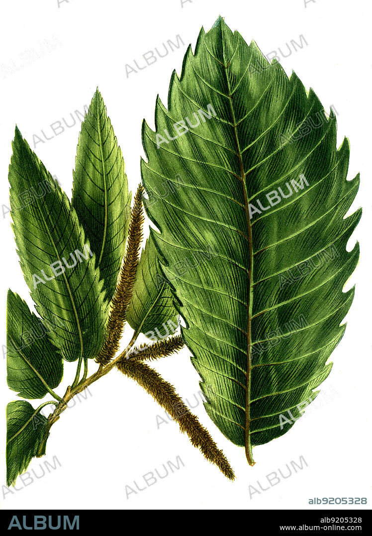 Castanea sativa, Edelkastanie oder Esskastanie und Castanea vulgaris, Kastanie, Digital retuschierte Illustration aus Phytanthoza iconographica von Johann Wilhelm Weinmann, Maler Bartholomäus Seutter und Kupferstecher Johann Jakob Haid und Johann Elias Ridinger, 1740 / Digitally retouched illustration from Phytanthoza iconographica by Johann Wilhelm Weinmann, painter Bartholomäus Seutter and engravers Johann Jakob Haid and Johann Elias Ridinger, 1740.
