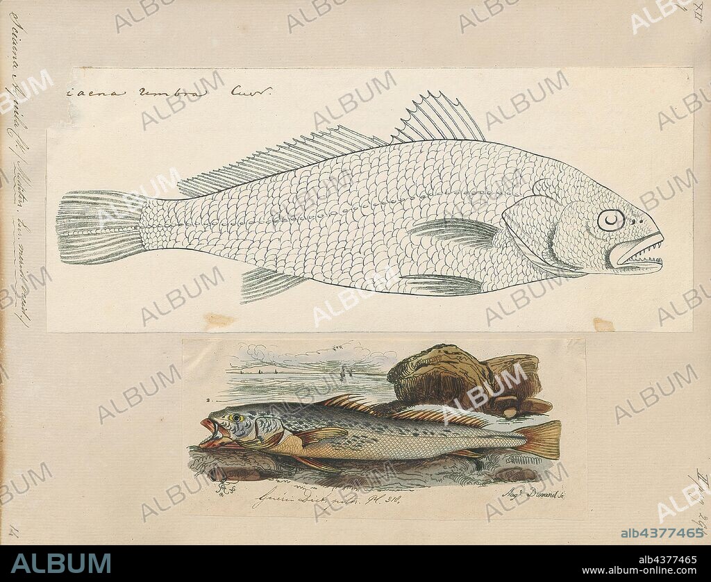 Sciaena aquila, Print, Sciaena is a genus of fish in the family Sciaenidae. They are native to Pacific, South America and Eastern Atlantic., 1700-1880.