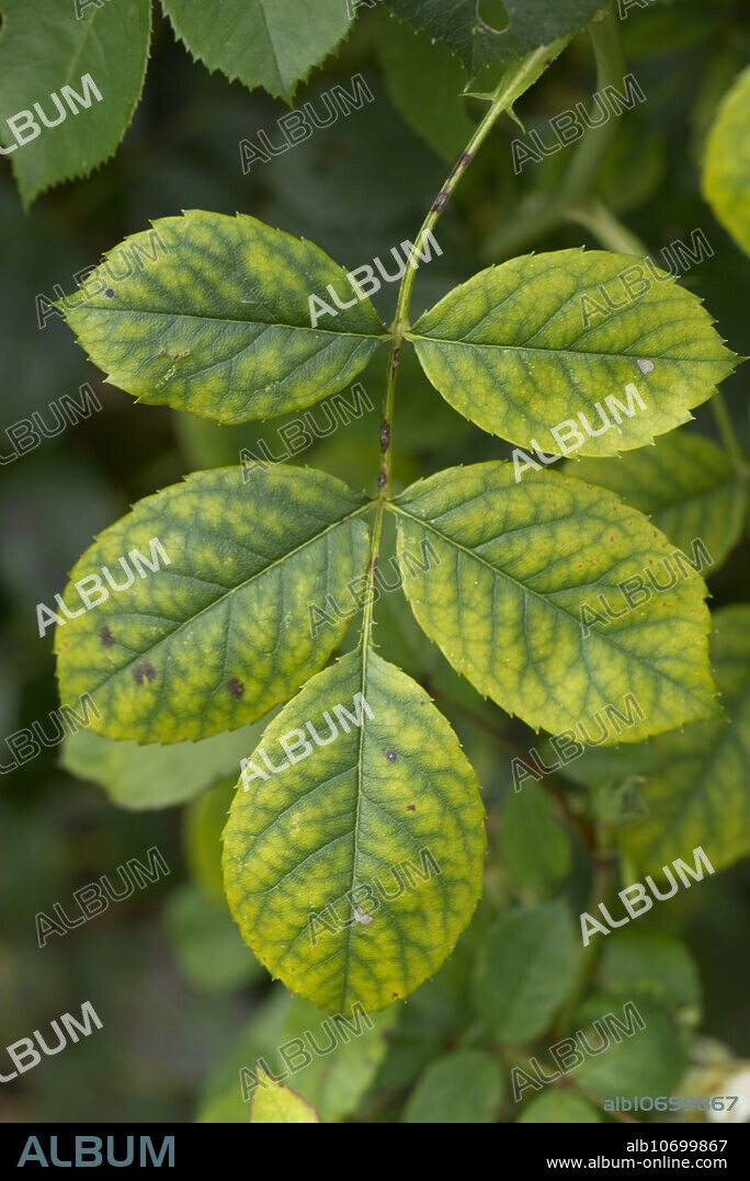 Dark veins and yellow interveinal chlorosis, a symptoms of iron deficiency on ornamental garden rose leaves, Berkshire, UK, in August.