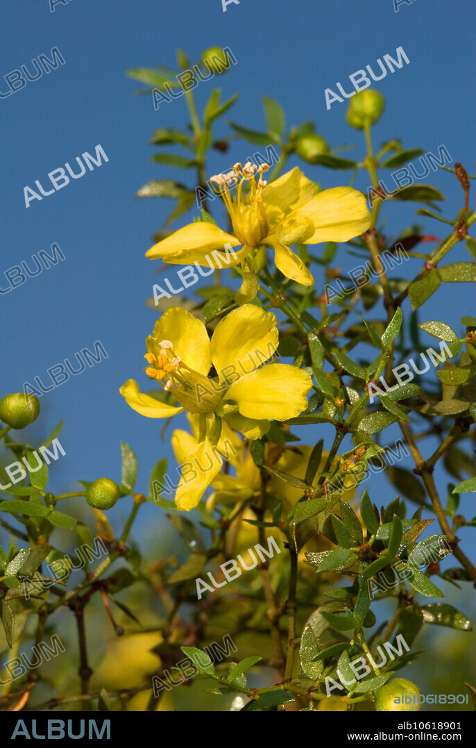 The Creosote Bush (Larrea tridentata) is a large characteristic of North America's hot deserts. It is one of the best examples of a plant that tolerates arid conditions simply by its toughness. It competes aggressively with other plants for water, and usually wins, accounting for its prevalence in many arid locations of the southwest. The flowers are inch-wide twisted, yellow petals blooming from February-August. Some individuals maintain flowers year round. After the Creosote blooms the flower turns into a small white fuzzy fruit capsule that has 5 seeds. You can find these seed capsules on the ground under the creosote bushes.