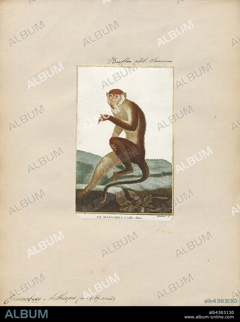 Cercopithecus aethiops, Print, The vervet monkey (Chlorocebus pygerythrus), or simply vervet, is an Old World monkey of the family Cercopithecidae native to Africa. The term "vervet" is also used to refer to all the members of the genus Chlorocebus. The five distinct subspecies can be found mostly throughout Southern Africa, as well as some of the eastern countries. Vervets were introduced to Florida, St. Kitts, and Cape Verde. These mostly herbivorous monkeys have black faces and grey body hair color, ranging in body length from about 50 centimetres (20 in) for males to about 40 centimetres (16 in) for females., 1700-1880.