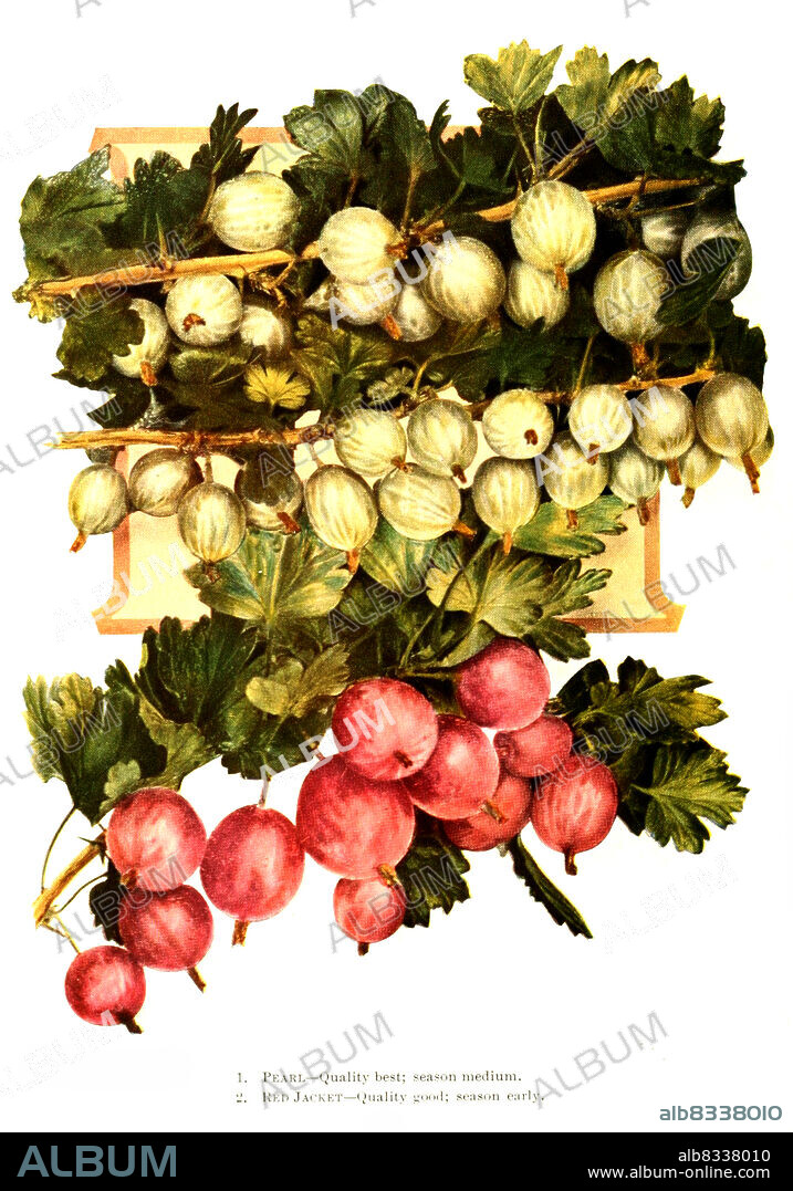 Stachelbeeren der Sorte: 1. Pearl, 2. Red Jacket, Historisch, historical, digital improved reproduction of an original from the 19th century / digital restaurierte Reproduktion einer Originalvorlage aus dem 19. Jahrhundert, genaues Originaldatum nicht bekannt.
