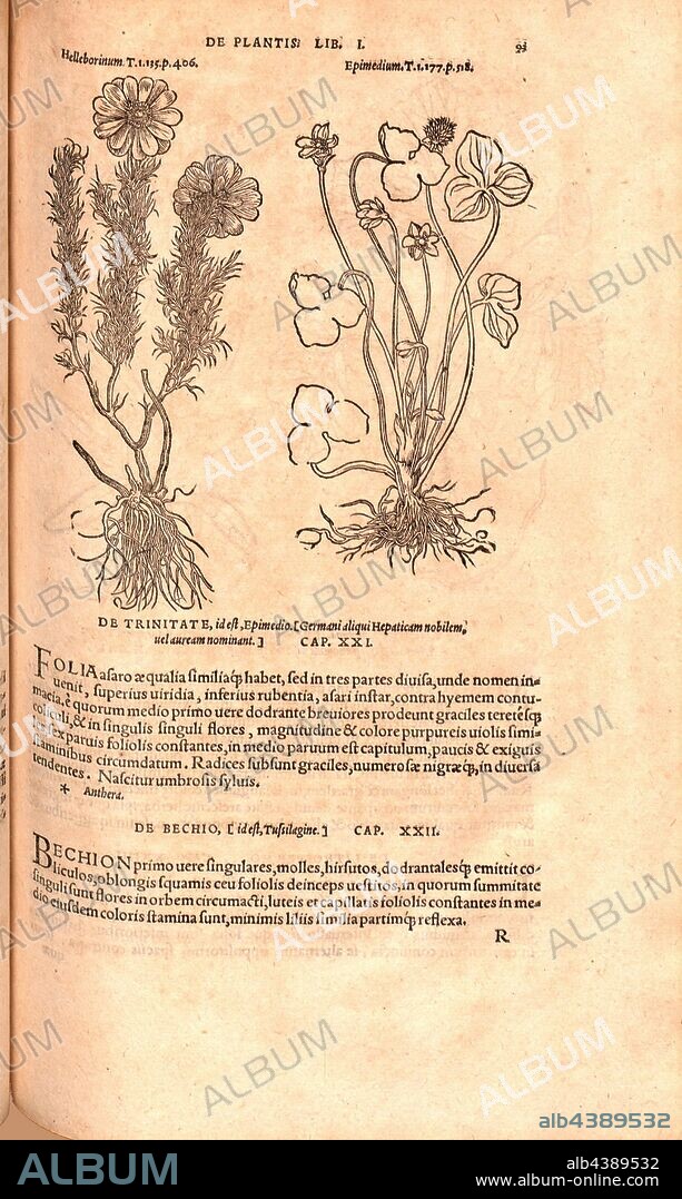 Helleborinum, Epimedium, Illustration of a plant called Helleborinum and an Elven flower from the 16th century, Fig. 15, p. 93r, 1561, Valerius Cordus, Konrad Gessner, Benedictus Aretius, Pedanius Dioscorides: In hoc volumine continentur Valerii Cordi Simesusii annotationes in Pedacii Dioscoridis Anazarbei de medica materia libros V. [...]. Argentorati: excudebat Josias Rihelius 1561.