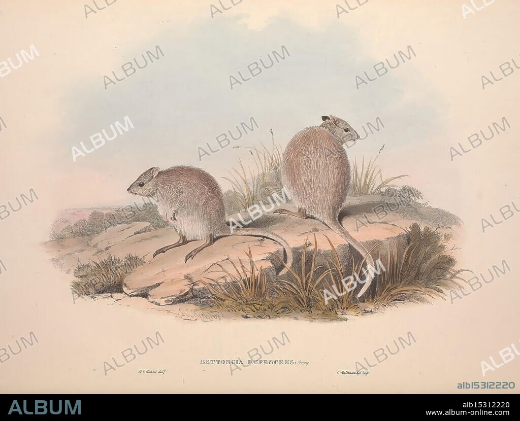 A monograph of the Macropodidae, or family of kangaroos London The Author 1841-1842 kangaroos Australia Gould John Gould mammals Australia macropods Macropodidae Gould Gould Henry Constantine Richter Australia John Gould marsupials taxonomy: family= Macropodidae Bettongia rufescens Rufous Jerboa Kangaroo Hypsiprymnus melanotis Aepyprymnus rufescens Rufous Bettong Rufous Rat Kangaroo, Two small, furry marsupials are depicted in a serene natural setting. One creature stands upright, its tail elegantly arched, while the other is turned slightly away, showcasing its soft fur and delicate features. They are surrounded by gentle grasses and rocks, contributing to a tranquil landscape that emphasizes their modest size and gentle demeanor. The illustration captures a moment of stillness in the wild, highlighting the unique charm of these animals in their native habitat.