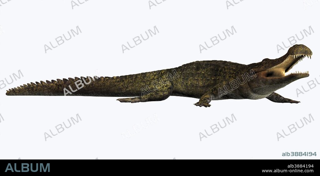 Sarcosuchus is an extinct genus of carnivorous crocodile that lived during the Cretaceous Period of Africa.
