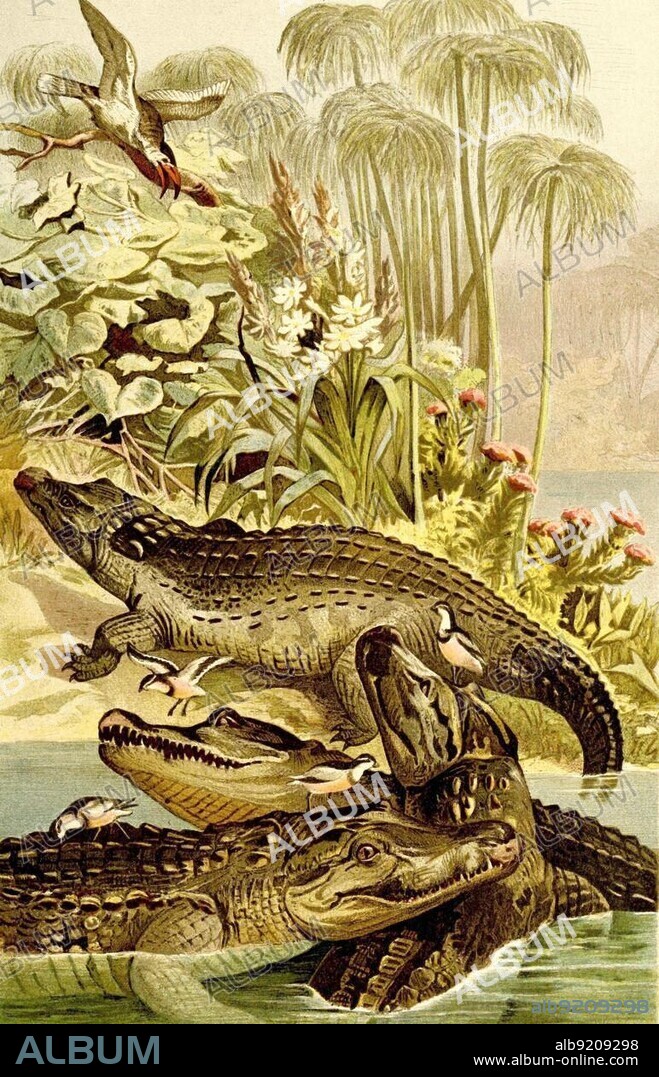 Reptiles, Nile crocodile (Crocodylus niloticus) is a species of crocodile from the family of the true crocodiles (Crocodylia), Historical, digitally restored reproduction from a 19th century original.