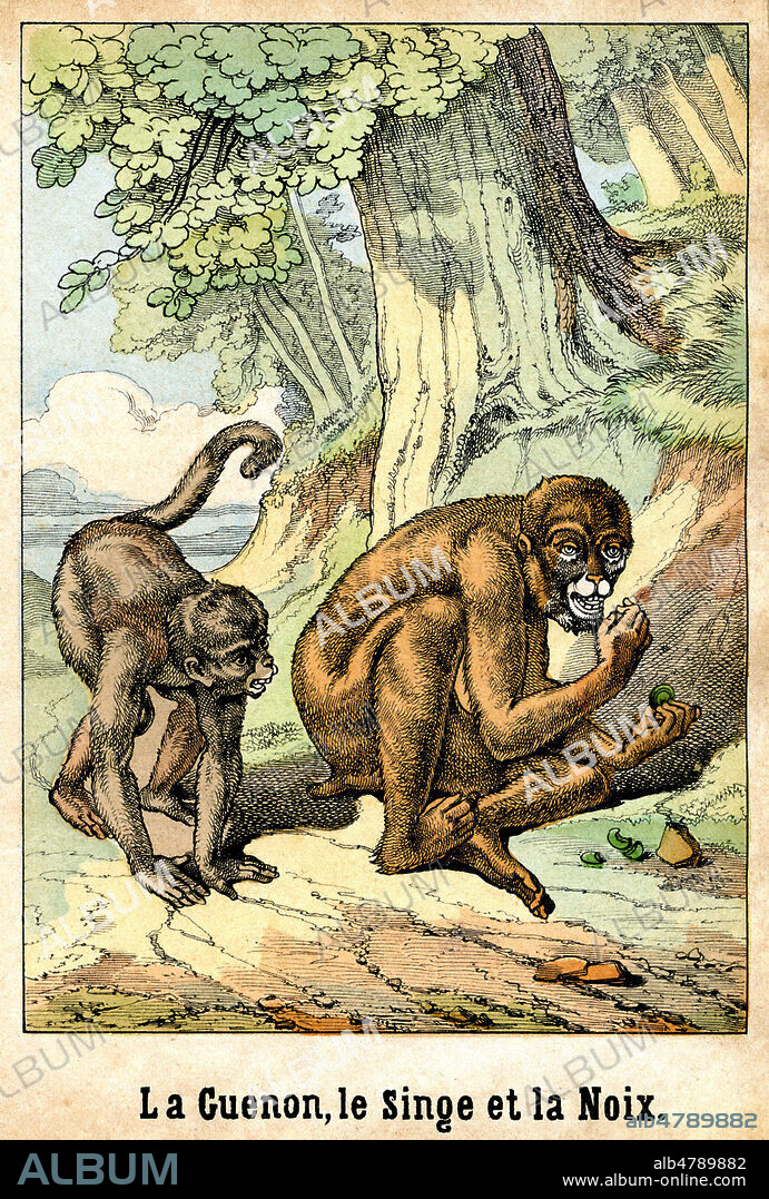 La guenon, le singe et la noix. Illustration anonyme vers 1880 pour Les fables de FLORIAN (1755-1794). Imagerie Olivier-Pinot a Epinal. Credit : Collection Jonas/Kharbine-Tapabor.