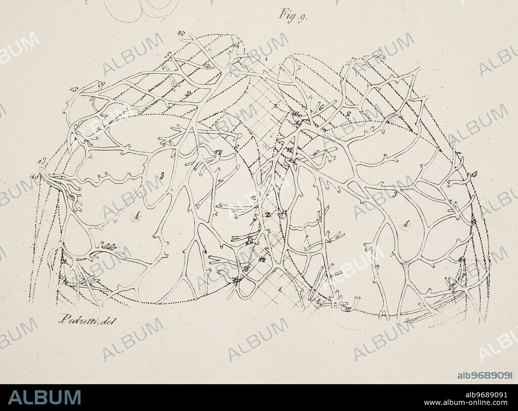Anatomical drawing. Testicles.