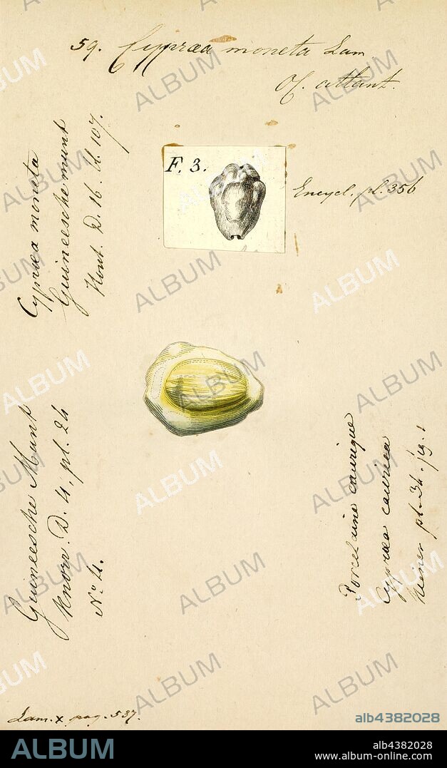 Cypraea moneta, Print, Monetaria moneta, common name the money cowry, is a species of small sea snail, a marine gastropod mollusk in the family Cypraeidae, the cowries.