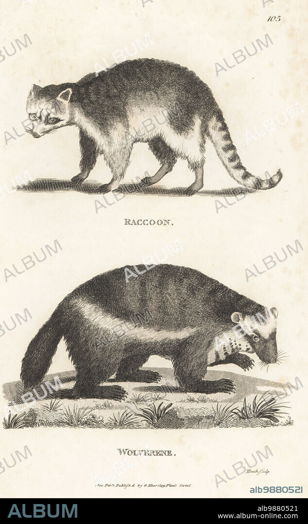 Raccoon, Procyon lotor, and wolverine, glutton, carcajou or quickhatch, Gulo gulo. Raccoon, Ursus lotor, and wolverene, Ursus luscus. Copperplate engraving by James Heath from George Shaws General Zoology: Mammalia, G. Kearsley, Fleet Street, London, 1800.