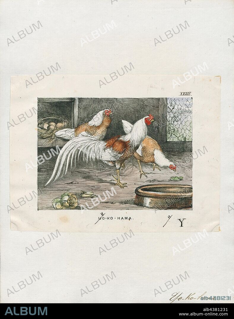Gallus sonneratii, Print, The grey junglefowl (Gallus sonneratii), also known as Sonnerat's junglefowl, is one of the wild ancestors of domestic fowl together with the red junglefowl and other junglefowls., 1700-1880.
