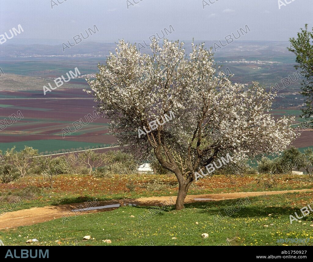 SIRIA. Panorámica del paisaje en la zona fronteriza con Turquía, al norte del país.