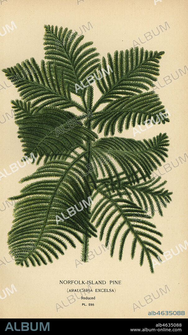 Cook pine, Araucaria columnaris. (Norfolk Island pine, Araucaria excelsa). Chromolithograph from an illustration by Desire Bois from Edward Steps Favourite Flowers of Garden and Greenhouse, Frederick Warne, London, 1896.