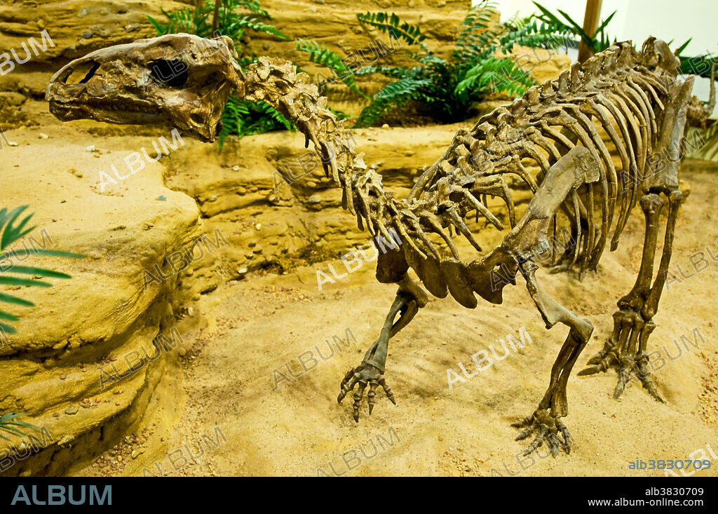 Skeleton of a tenontosaurus tilletti, an ornithopod dinosaur.