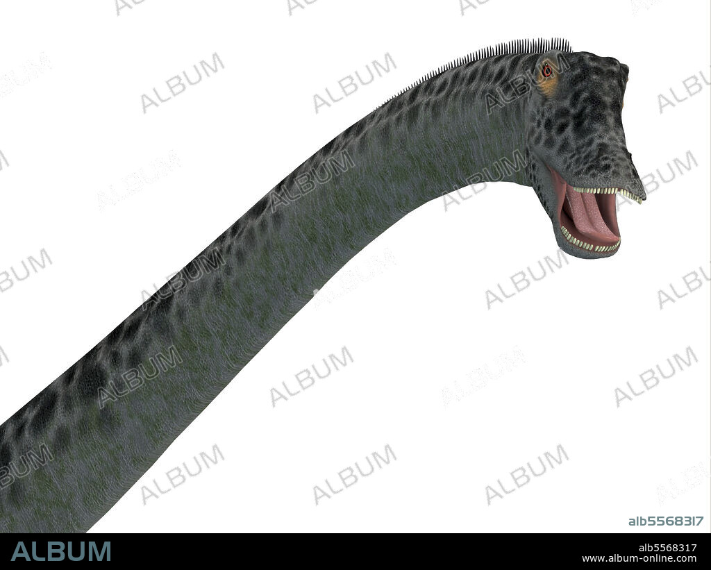 Diplodocus dinosaur head. Diplodocus was a sauropod herbivorous dinosaur that lived in North America during the Jurassic Period.