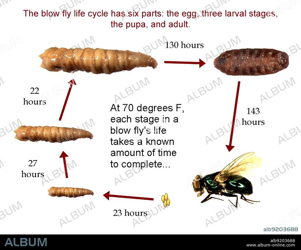 The common green bottle fly (Lucilia sericata) is a common blow-fly found in most areas of the world, and the most well-known of the numerous green bottle fly species. L. sericata is an important species to forensic entomologists. Like most Calliphorids, the insect has been heavily studied and its life cycle and habits are well documented. Due to this, the stage of the insect's development on a corpse is used to calculate a minimum period of colonization, so that it can used to aid in determining the time of death of the victim. The presence or absence of L. sericata can show a lot about the conditions of the corpse. If the insects seem to be on the path of their normal development, it is likely that the corpse has been undisturbed. If however, the insect shows signs of a disturbed life cycle, or if it is absent from a decaying body, this can show signs of post-mortem tampering with the body. Because L. sericata is one of the first insects to colonize a corpse, it is preferred over many other species in determining an approximate time of colonization. Developmental progress is determined with relative accuracy by measuring the length and weight of larval life cycles.