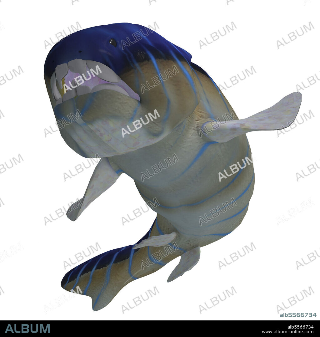 Dunkleosteus fish showing teeth. Dunkleosteus was a carnivorous placoderm fish that lived in the seas of the Devonian Period.