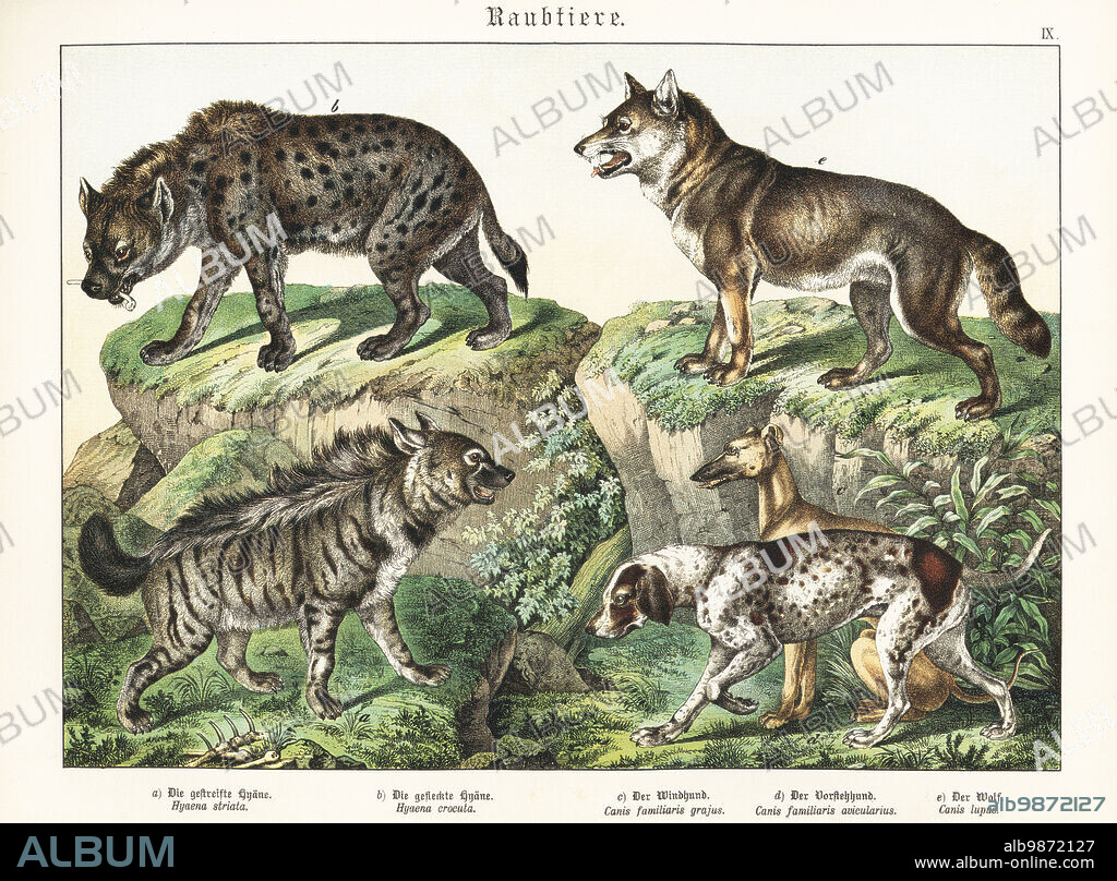 Striped hyena, Hyaena hyaena a, spotted hyena, Crocuta crocuta b, sighthound, Canis familiaris grajus c, pointer, Canis familiaris avicularius d, and grey wolf, Canis lupus e. Chromolithograph from Gotthilf Heinrich von Schubert's Natural History of Animal Kingdoms for School and Home (Naturgeschichte des Tierreichs fur Schule und Haus), Schreiber, Munich, 1886.