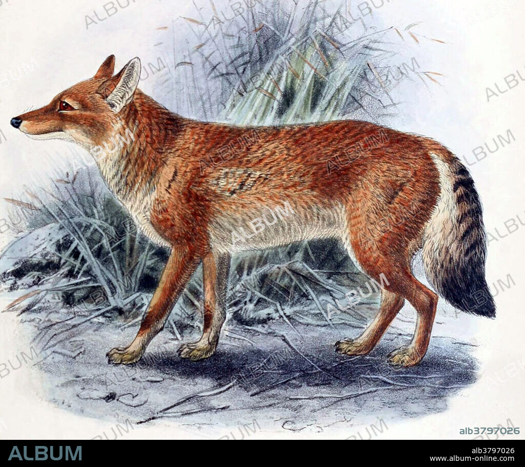 Ethiopian Wolf, Endangered Species