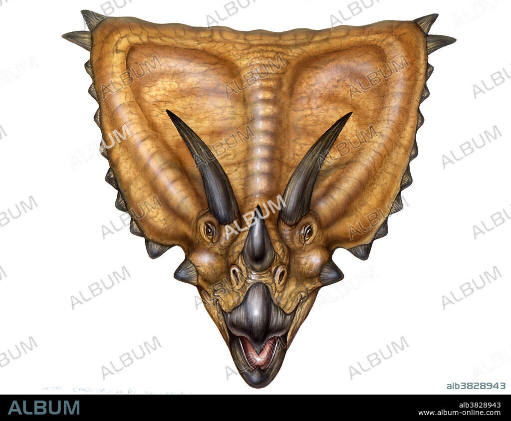 Chasmosaurus, a Cretaceous ceratopsian, used its enormous frill and long curved horns for display as a warning or sexual signal.