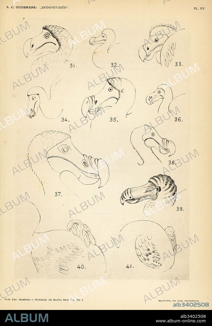 Head and tail of the dodo by Roelandt Savery, Johan Neiuhof, Jacob de Bondt, Ludwig Schmoor von Carolsfeld, G. Krause, etc. Heliotype by Van Leer from Dr. Anthonie Cornelis Oudemans' Dodo Studies, Amsterdam, Johannes Muller, 1917.