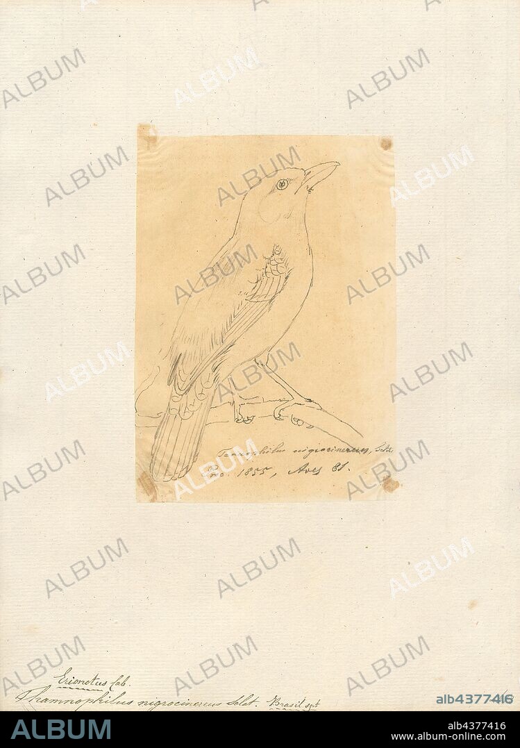 Thamnophilus nigrocinereus, Print, The blackish-grey antshrike (Thamnophilus nigrocinereus) is a species of bird in the family Thamnophilidae, the antbirds., 1855.