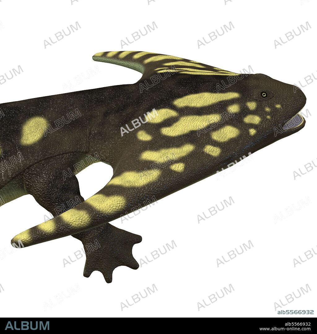 Diplocaulus amphibian head. Diplocaulus was an amphibian that lived in the Permian Period of North America and Africa.
