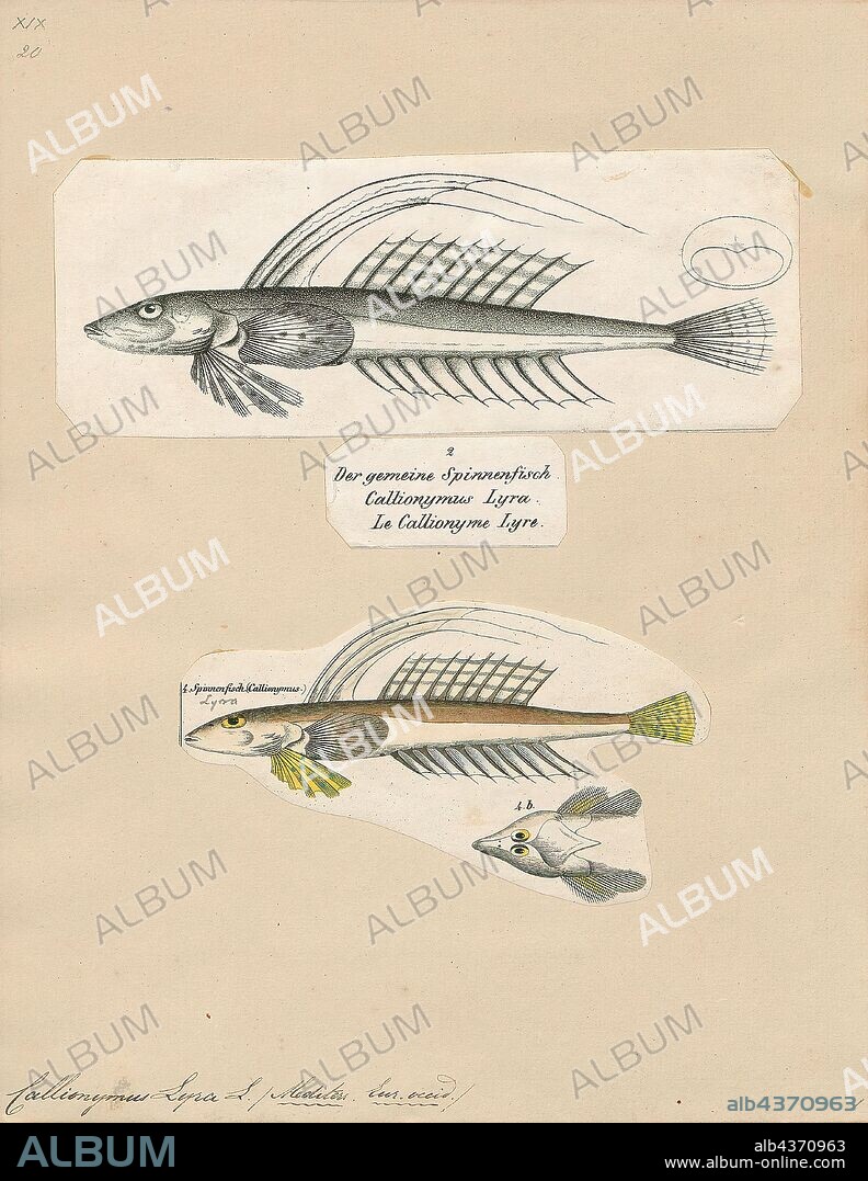 Callionymus lyra, Print, The common dragonet (Callionymus lyra) is a species of dragonet which is widely distributed in the eastern North Atlantic where it is common near Europe from Norway and Iceland southwards. It is a demersal species that occurs over sand bottoms. It lives to a maximum age of around seven years. It is caught in bycatch by fisheries and is used in the aquarium trade., 1700-1880.