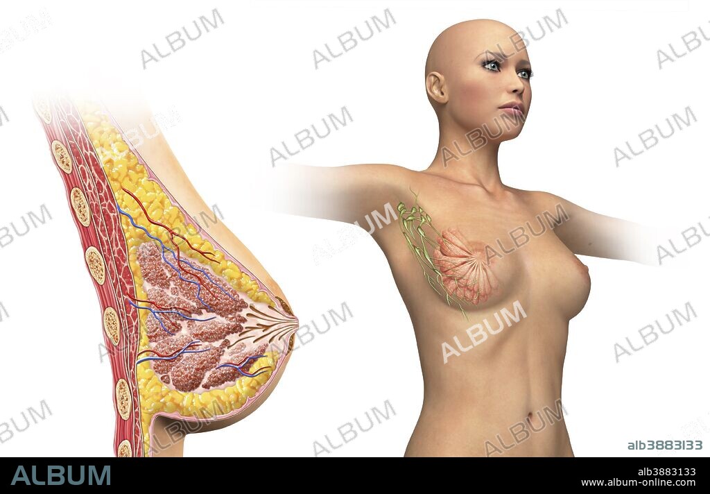 Woman breast cutaway, cross section diagram with woman figure showing lymphatic glands.
