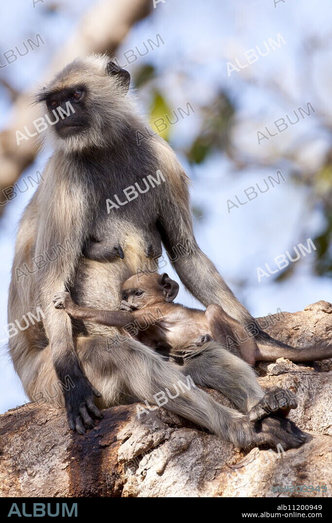 Indian Langur monkeys, Presbytis entellus, female and baby in Banyan Tree in Ranthambore National Park, Rajasthan, India.