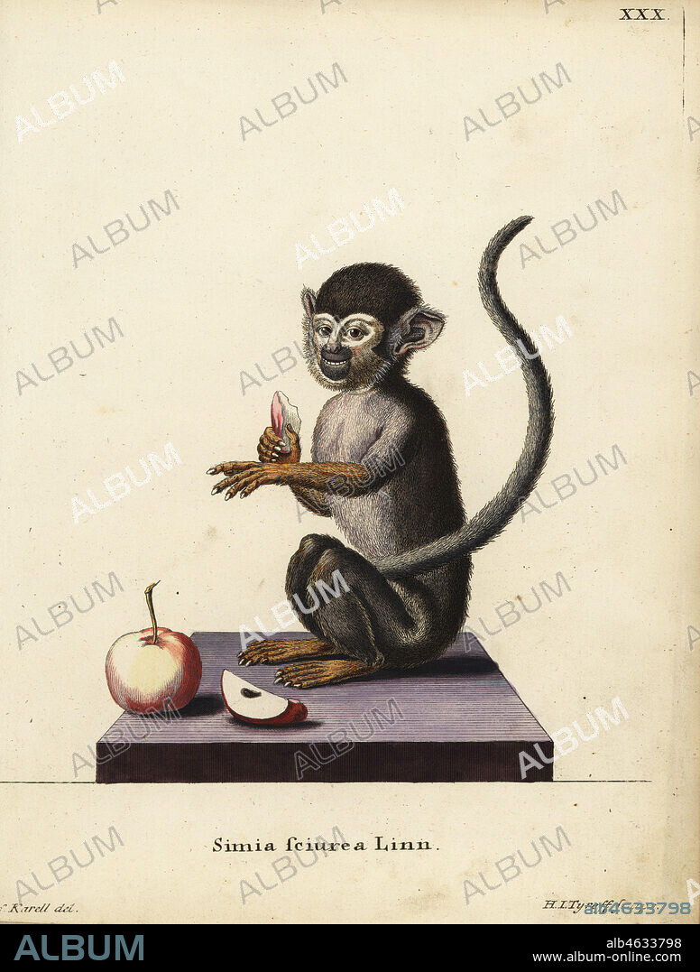 Common squirrel monkey, Saimiri sciureus. Simia sciurea Linn. Handcoloured copperplate engraving by Hermann Jakob Tyroff after an illustration by Joseph Karell from Johann Christian Daniel Schreber's Animal Illustrations after Nature, or Schreber's Fantastic Animals, Erlangen, Germany, 1775.