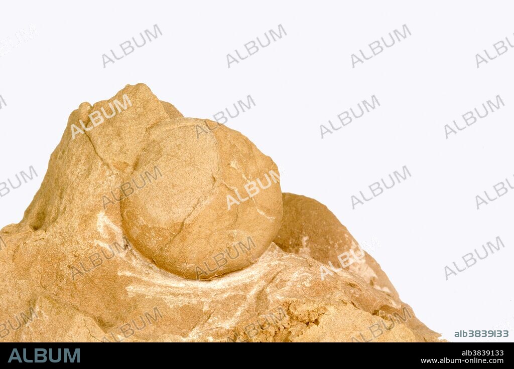 Turtle egg fossil from the Oligocene Epoch. Specimen courtesy JMU Mineral Museum.
