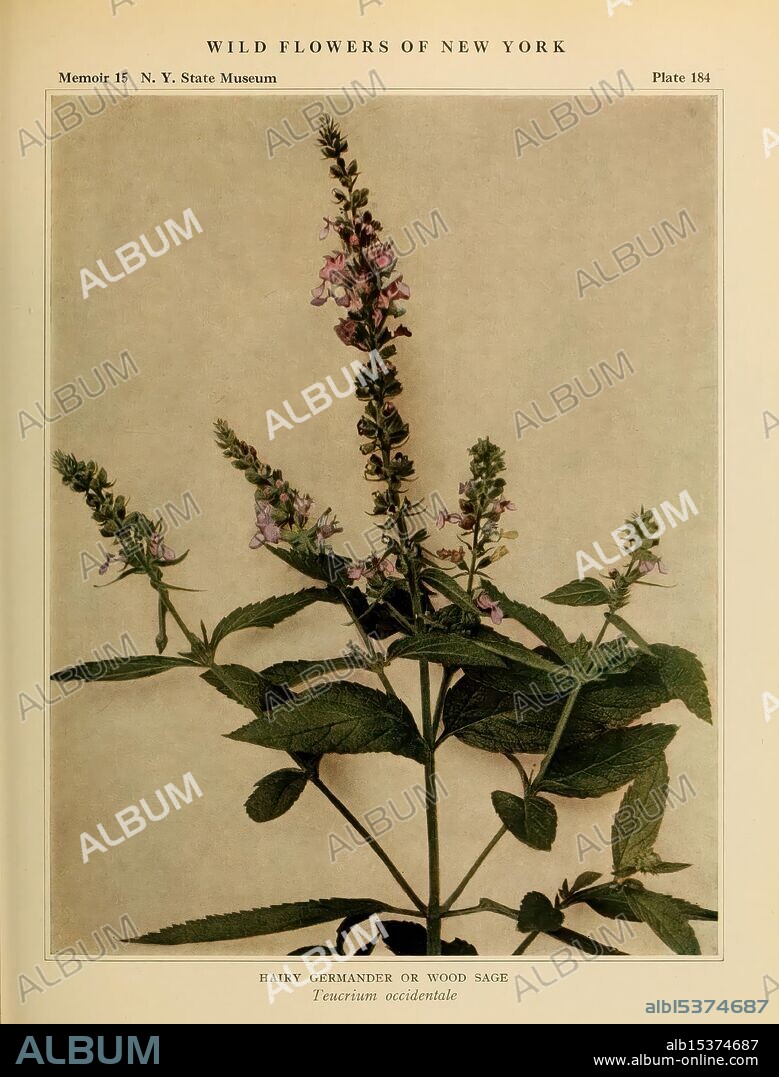 Wild flowers of New York 1918 New York State Pictorial works Wildflowers Wildflowers, Depicting a botanical illustration of the Hairy Germander or Wood Sage, this representation showcases the intricate details of the plant, identified scientifically as Teucrium occidentale. The image highlights the slender, elongated green stems adorned with clusters of delicate purple flowers that bloom at the top. The foliage features textured, jagged leaves that exhibit a rich green hue, contributing to the overall natural beauty of the specimen. This study reflects the graceful elegance of wildflowers found in New York, capturing both the botanical accuracy and aesthetic charm of the species.