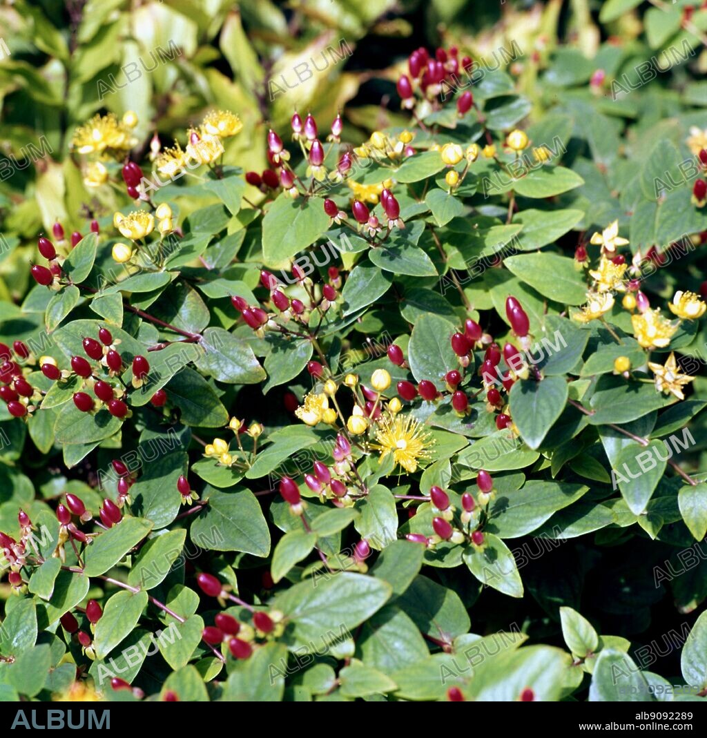Hypericum Inodorum Elstead. ©TopFoto.