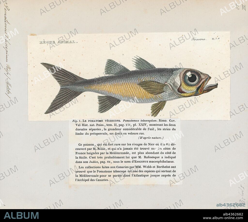 Pomatomus telescopium, Print, Bluefish, The bluefish (Pomatomus