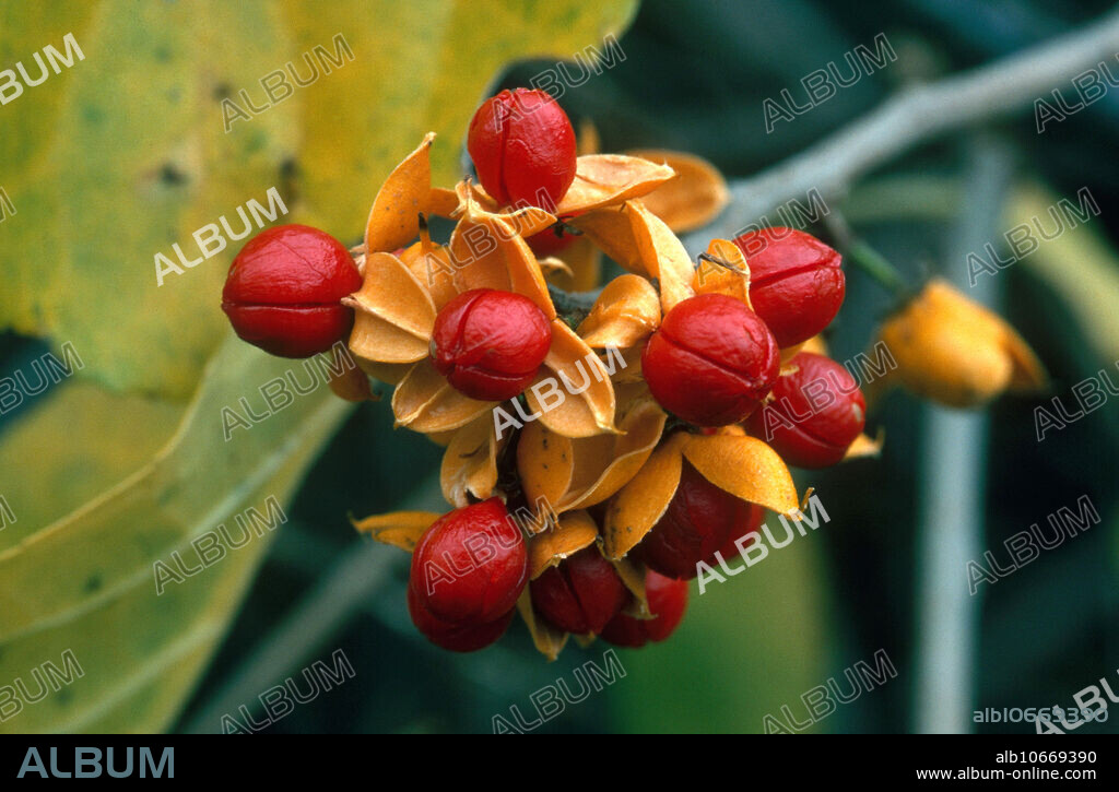 Oriental bittersweet (Celastrus orbiculatus) seeds in Old Greenwich, Connecticut in November.