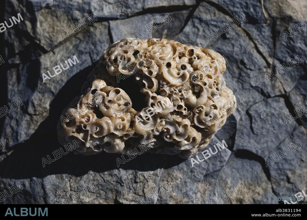 Coquina, a shell conglomerate found on the beach in San Mateo County, California.