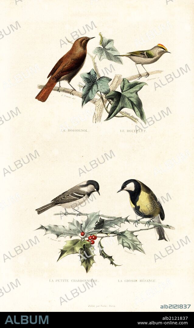 Common nightingale, Luscinia megarhynchos, and goldcrest, Regulus regulus, on ivy leaves, Hedera helix. Cinereous tit, Parus cinereus, and great tit, Parus major, on a holly bush, Ilex aquifolium. Handcoloured engraving on steel by Fournier after a drawing by Edouard Travies from Richard's "New Edition of the Complete Works of Buffon," Pourrat Freres, Paris, 1837.