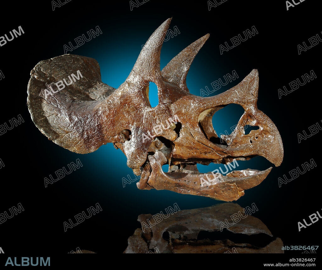 Fossil skull of Triceratops horridus, a ceratopsian dinosaur from the Triassic period.