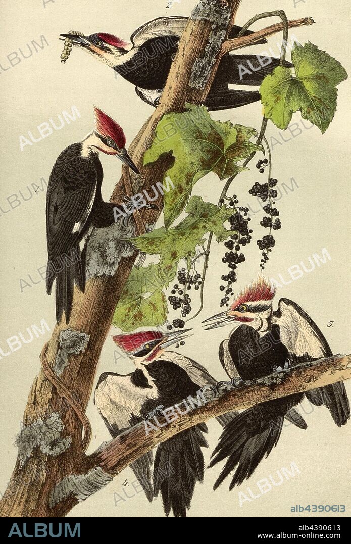 Pileated Woodpecker - Raccoon Grape, Woodpecker Woodpecker (Dryocopus pileatus, picus pileatus), Wild Vine (Vitis aestivalis), Signed: J.J. Audubon, J.T. Bowen, lithograph, Pl. 257 (vol. 4), Audubon, John James (drawn); Bowen, J. T. (lith.), 1856, John James Audubon: The birds of America: from drawings made in the United States and their territories. New York: Audubon, 1856.