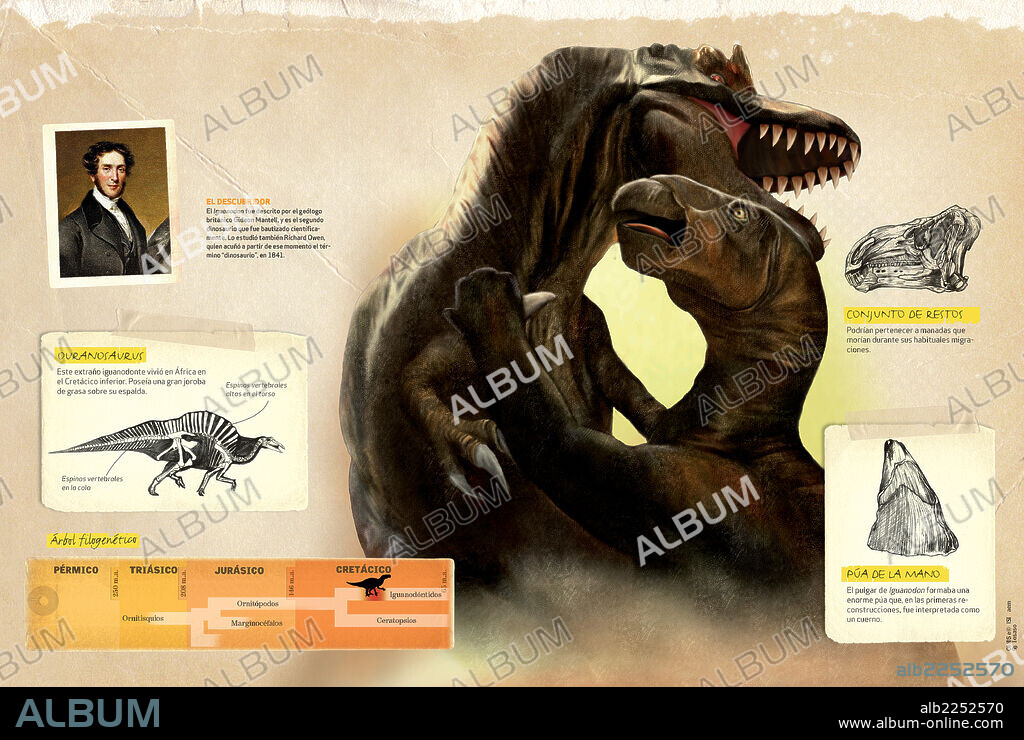 Características del Iguanodon. Infografía que presenta los hábitos, árbol filogenético y principales características del Iguanodon, dinosaurio del período Cretácico.