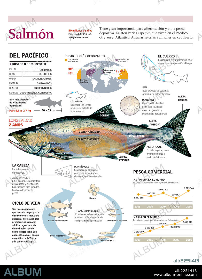 SALMON. Infografía de la distribución, anatomía y ciclo vital del salmón, su ciclo reproductivo y su importancia en la pesca comercial.
