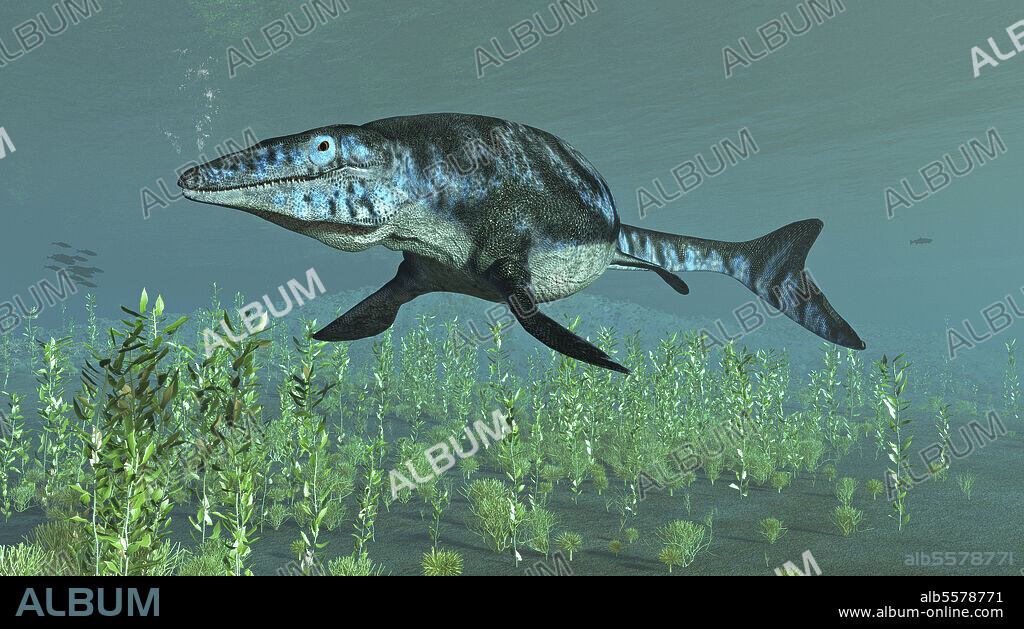 Mosasaur swimming in the Meuse River. The first Mosasaur found and named discovered near the Meuse River and city of Maastricht of the Netherlands.. Among the largest, if not the largest, of the Mosasaurus original estimates ranged as long as 58 feet, but by 2014 better methods were discovered giving a large specimen a length of about 45 feet. Mosasaurs in general are not dinosaurs but literally lizards adapted to an aquatic environment. It is believed they are related to modern monitor lizards such as the Nile Monitor and Komodo Dragon.