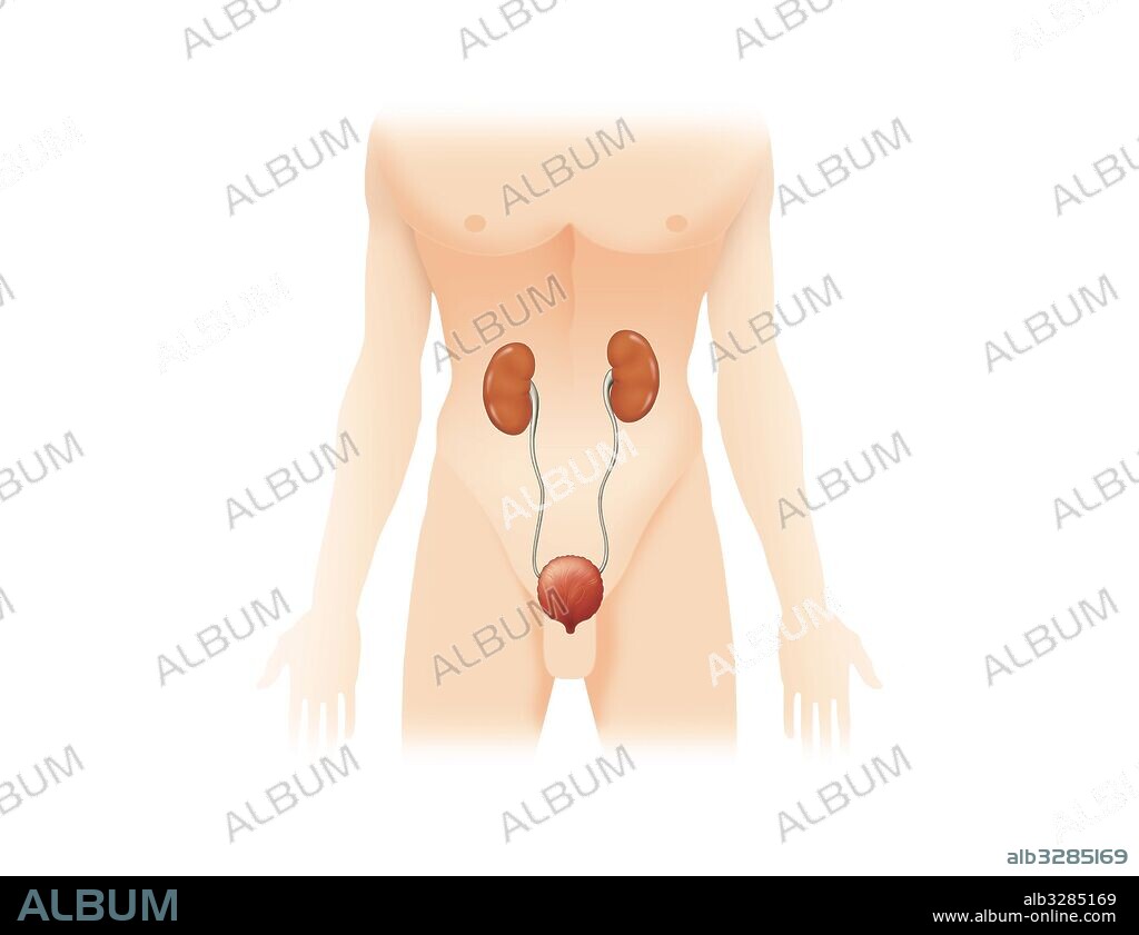 Situación del sistema urinario en el cuerpo humano.